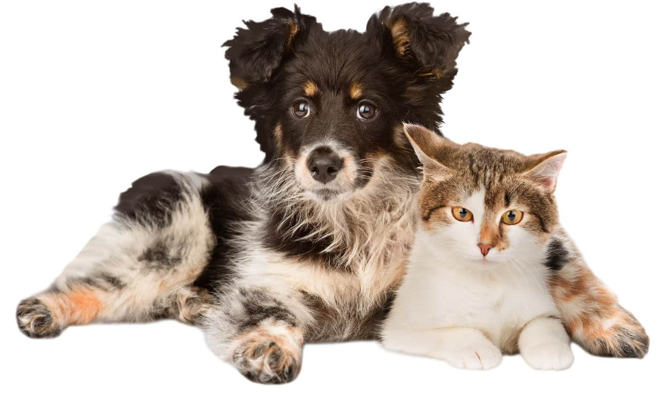 Pet